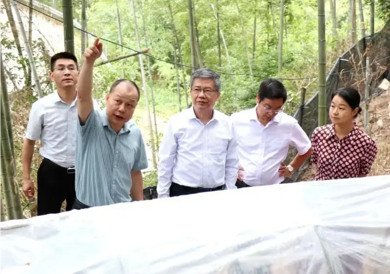 江西中医薬大学高等研究院の所長で元同大学党書記の劉宏寧氏は、江西省の伝統的中医薬の包括的改革のための省の専門家グループを率い、アノクトチルス基地で研究を行っている
